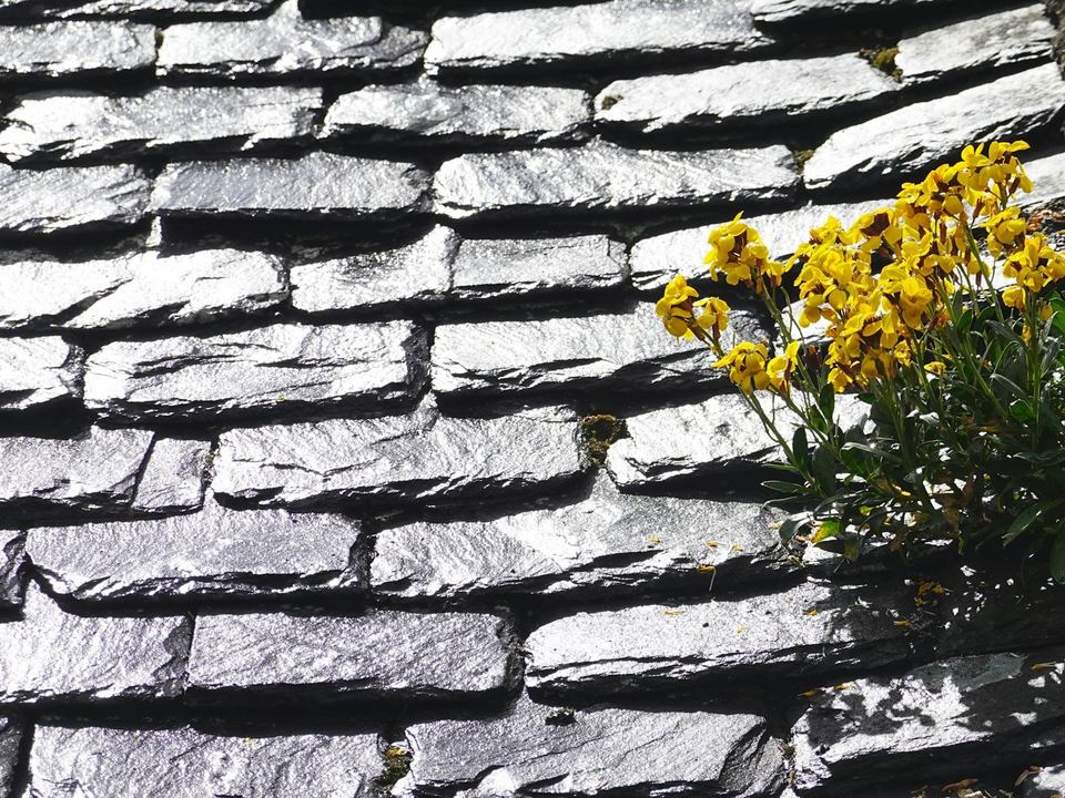 Wallflowers growing from a gap in an old slate roof, before the re-roof